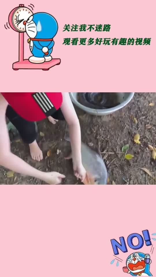 农村女孩野外钓鱼,用鲍鱼用鱼饵,上钩的鱼太大了,都拉不上岸了