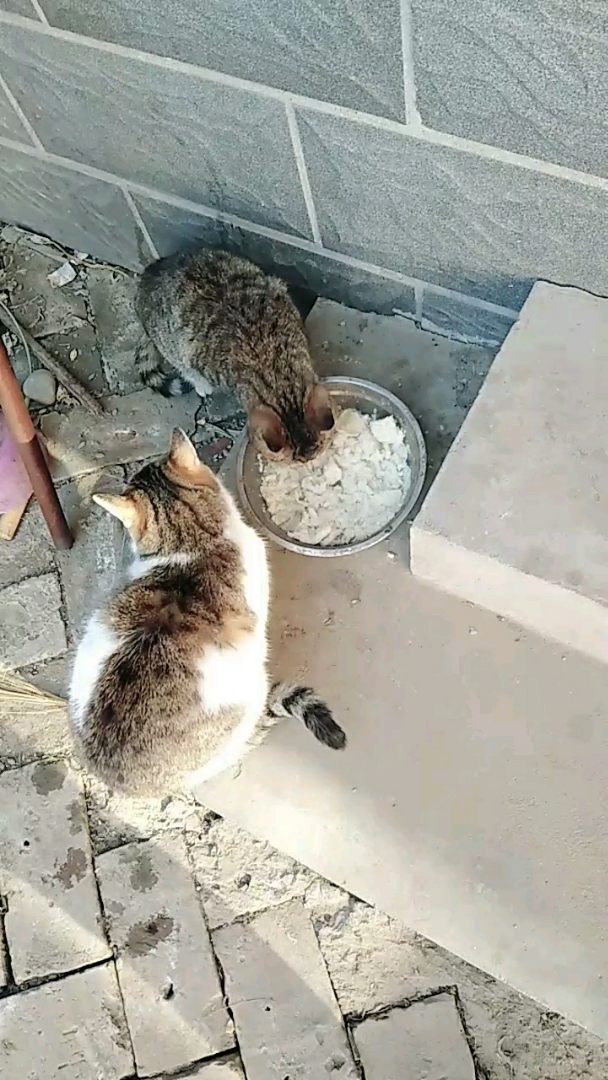 饿了什么吃什么都是香的