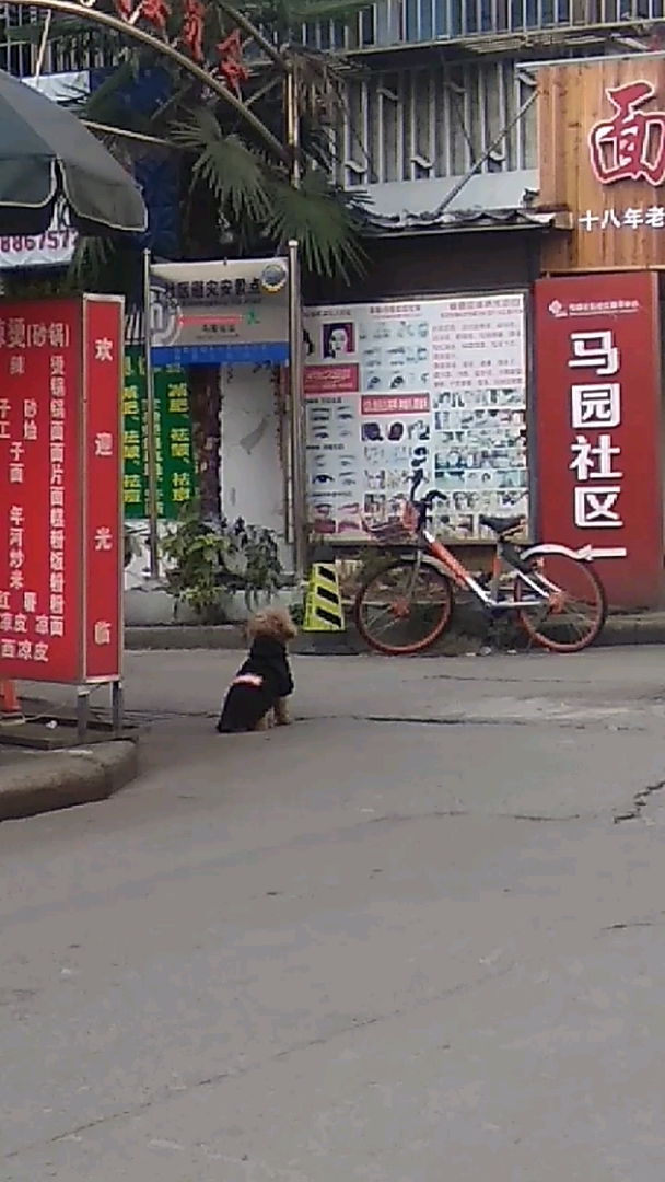 看广告牌的狗,它识字了?!
