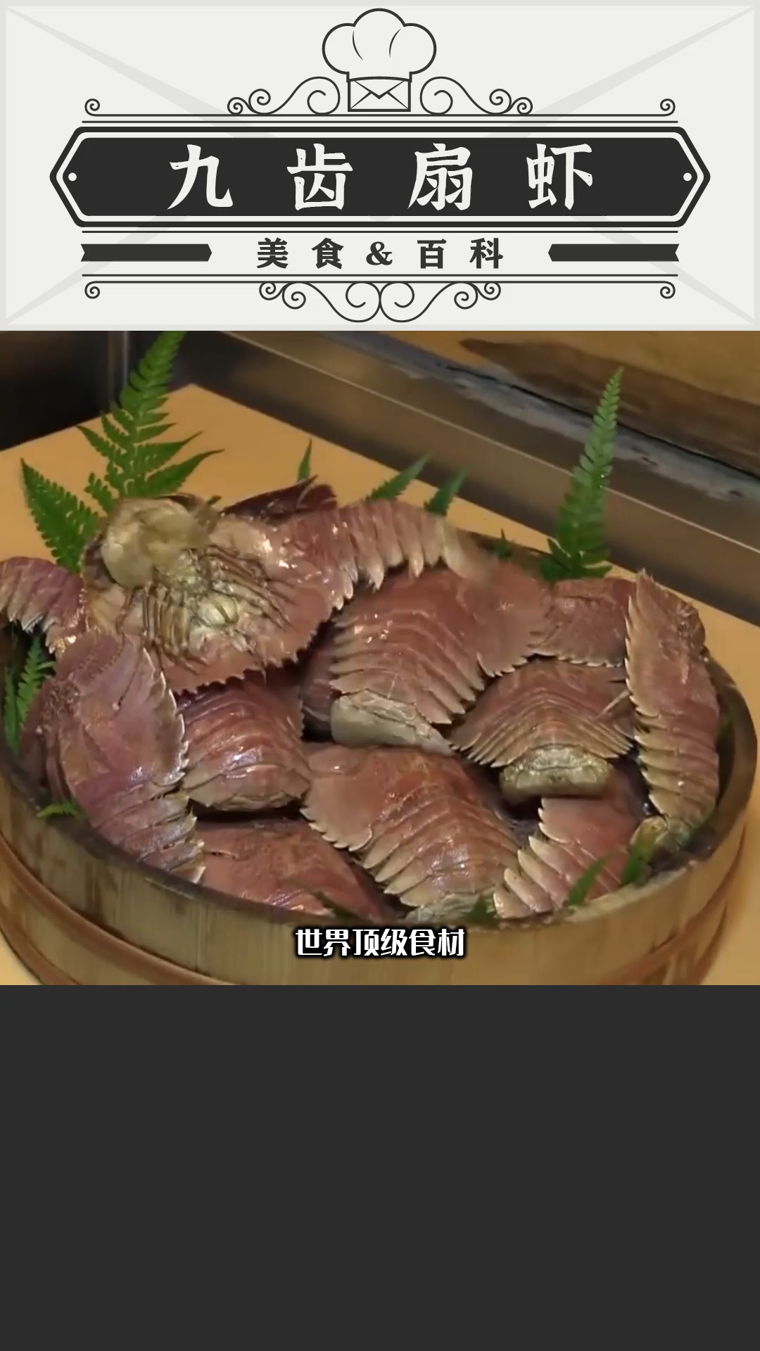 世界顶级食材“九齿扇虾”