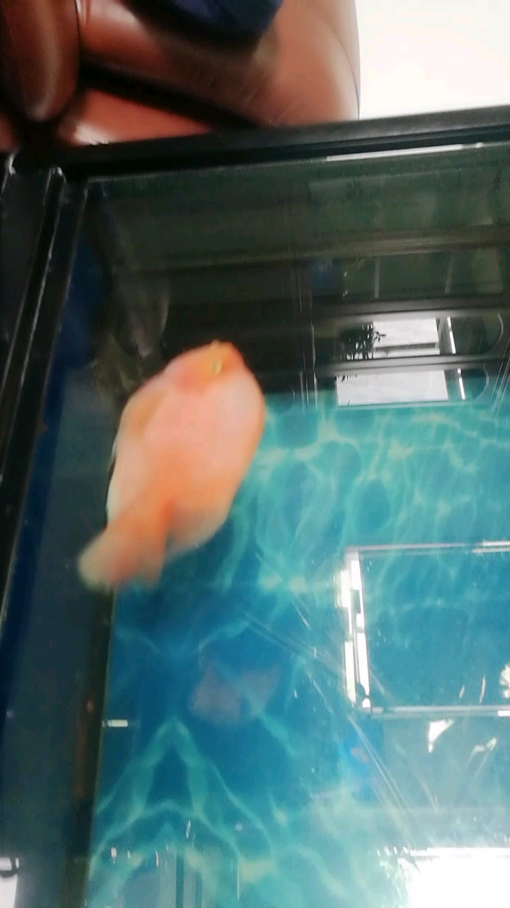为了鱼籽小鱼,也是拼了