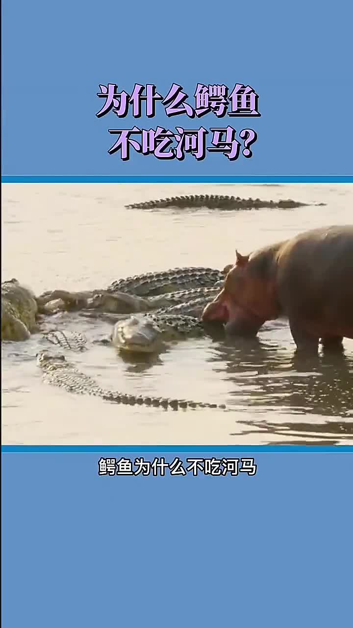 鳄鱼为什么不吃河马