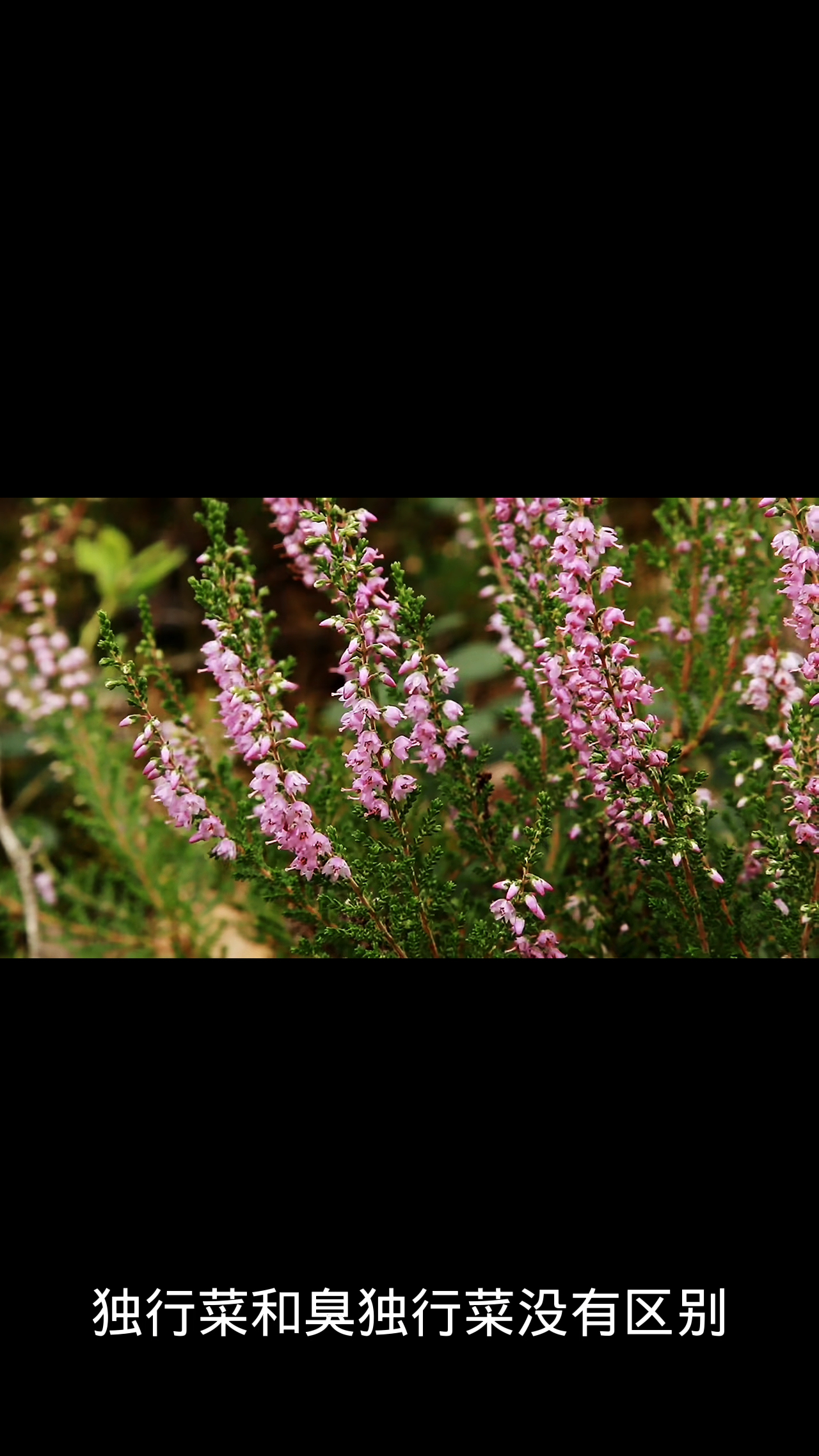 独行菜和臭独行菜的区别?