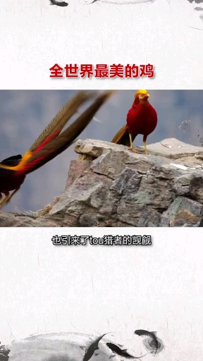 美丽的红腹锦鸡