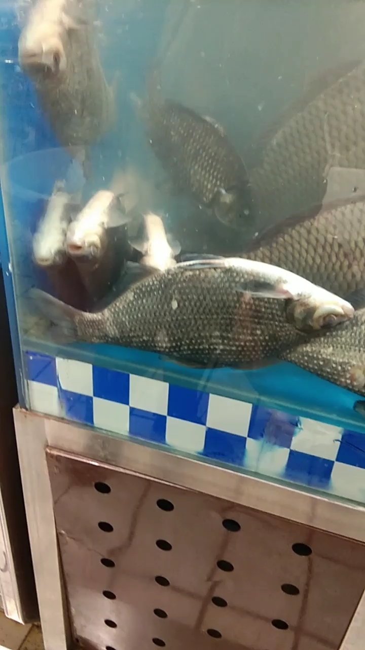 倒过来的鱼就是我们这有名的三花五罗里的边花鱼,见者,年年有发大财