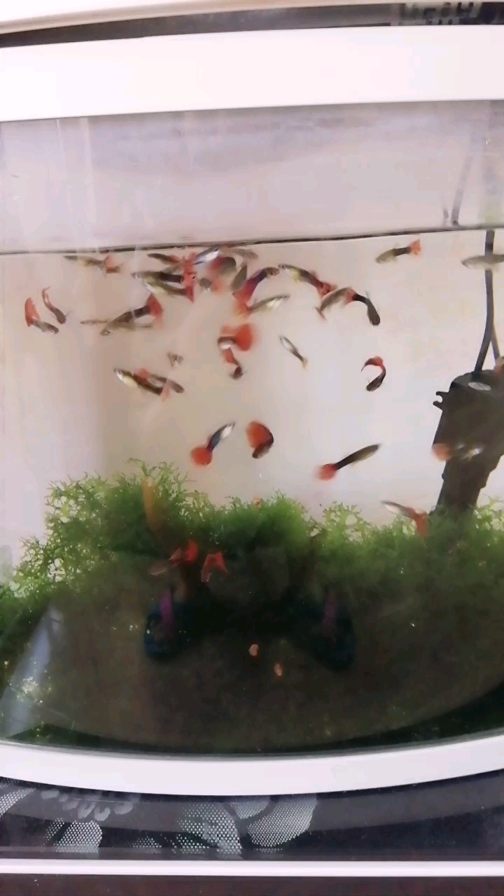 分享视频