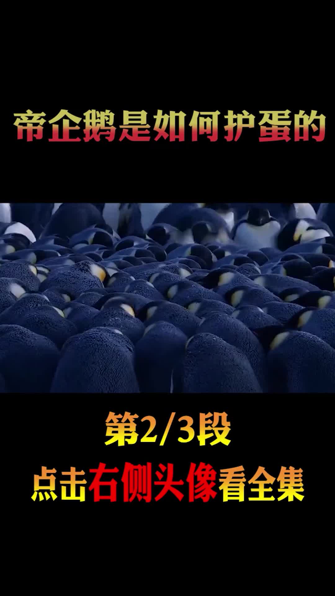 #动物世界#帝企鹅如何保护蛋4