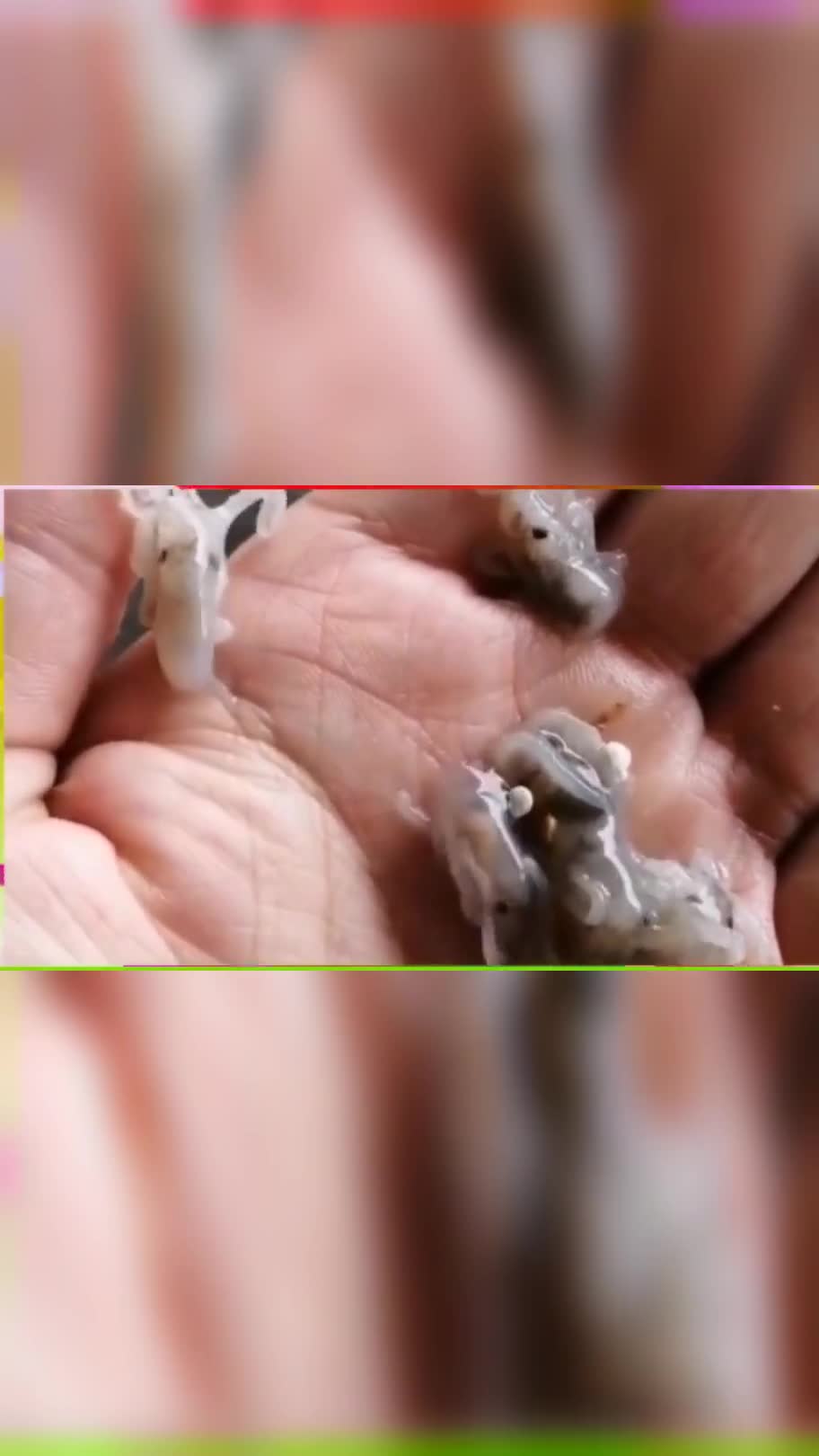 这是我见过最小的八爪鱼,身体柔软不知道有没有墨,山东小伙:还不够塞牙缝的!