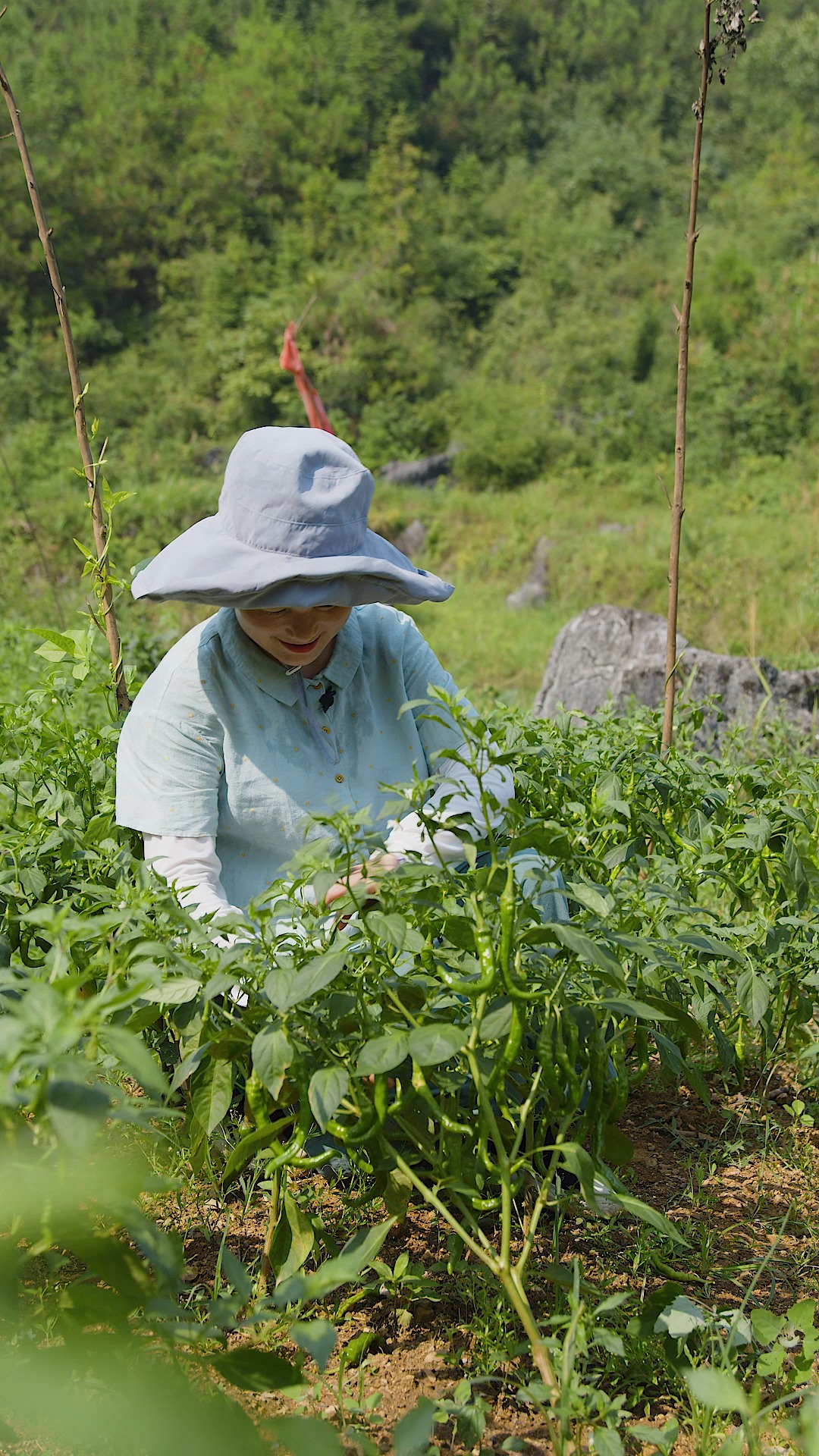 #美食#湖南特色白辣椒做法,封坛腌制1个月,坛香四溢可以吃1年。