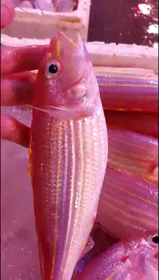 #生活小妙招#看清楚咯!海钓红杉鱼真正的金三线红杉鱼 杉鱼中最好吃的品种