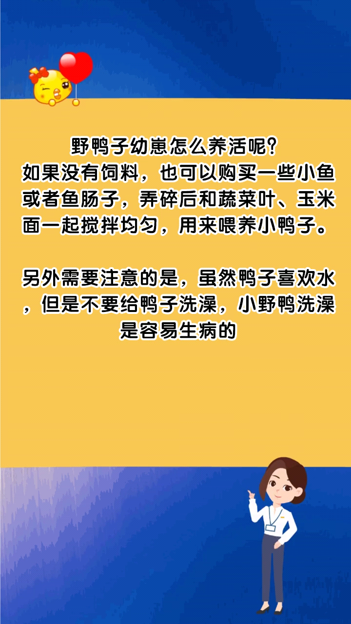 野鸭子幼崽怎么养活呢?