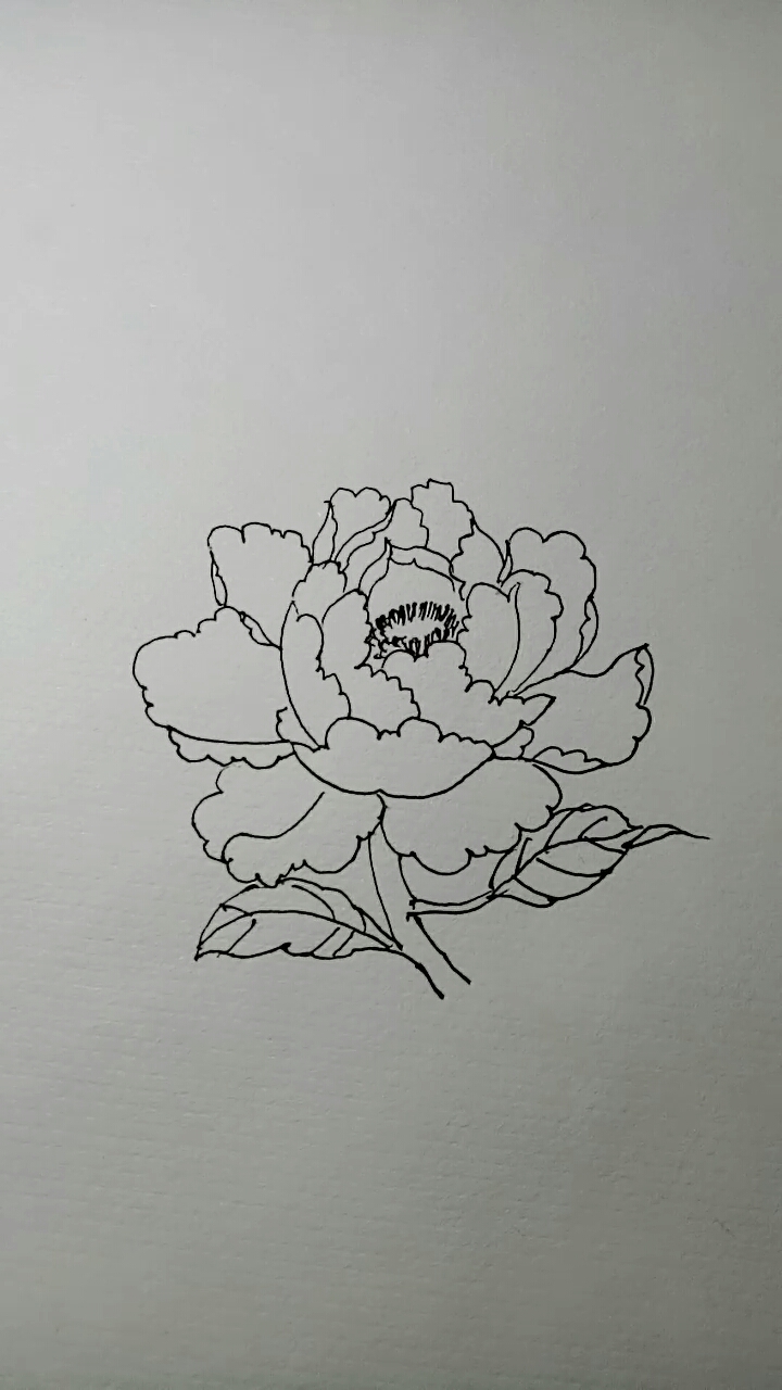 #一看就会的白描画#牡丹花白描教学