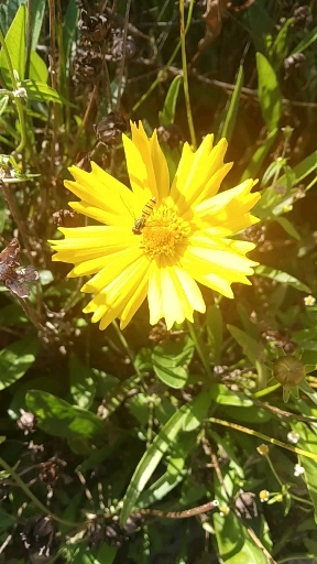 #郊游踏青#金鸡菊的花语是竞争心以及上进心,它在暗示我们不要惧怕任何困难,鼓励我们勇往直前