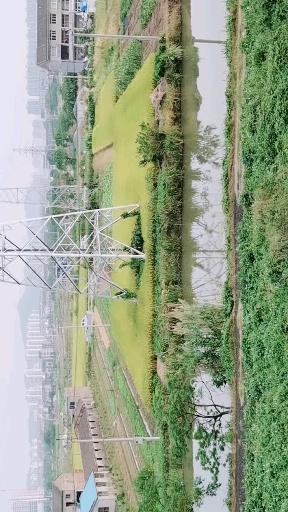 今天的早餐:红豆汤,一小碗炒饭,一点泡菜,水果是自家种的桔子,窗外的稻子慢慢黄了