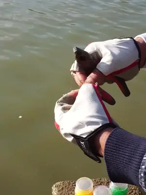 今天来搞条鱼回家!老虎钳钓鱼!