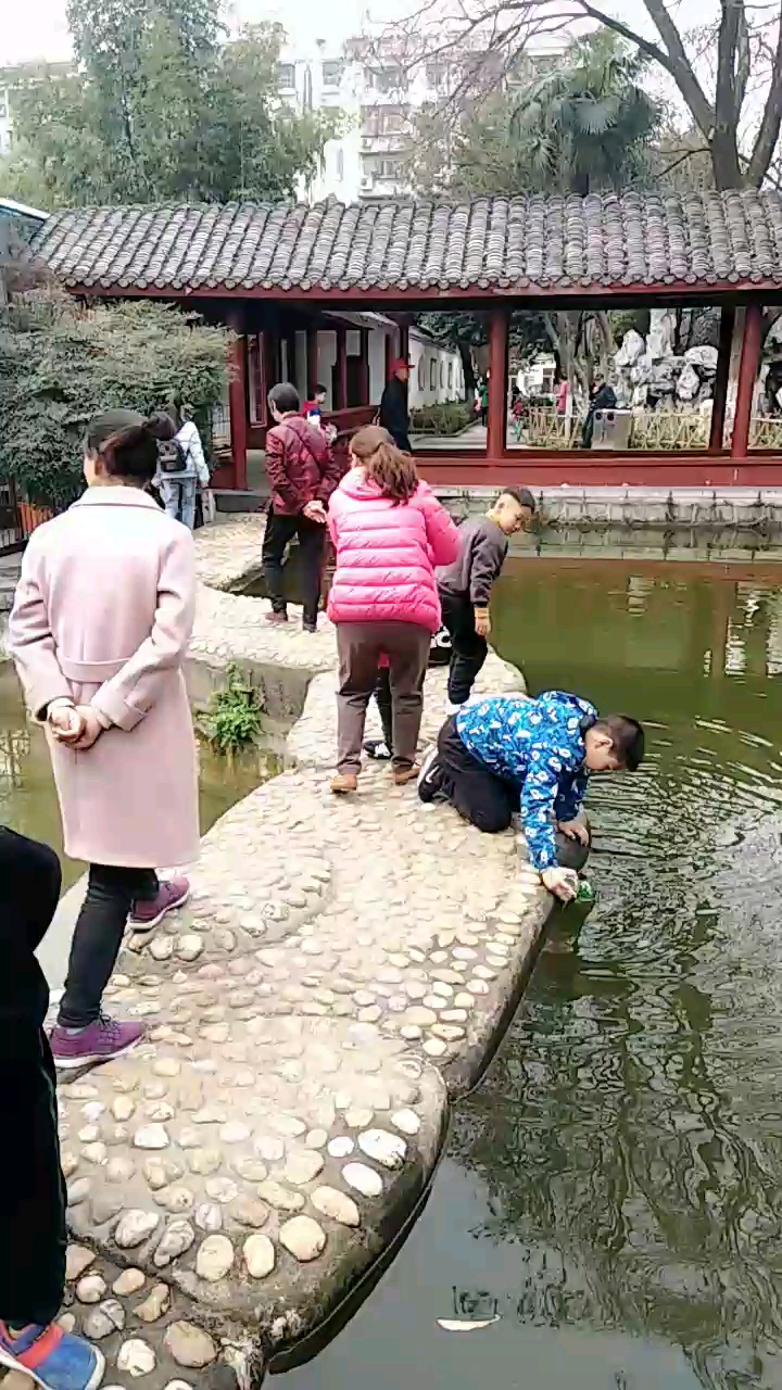 鱼儿游游。清逸飘飘。