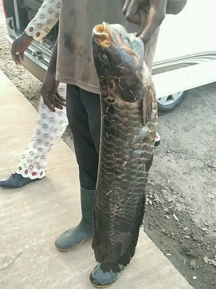 非洲食人黑龙鱼