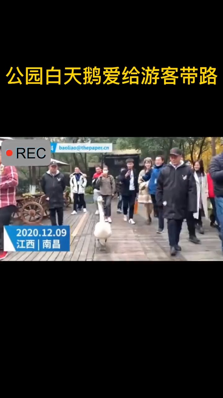 公园白天鹅爱给游客带路。