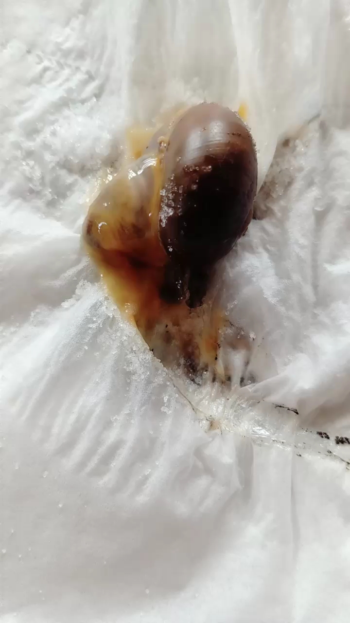 蜗牛和蚂蟥一样怕盐!盐会把它们的身体融化掉。