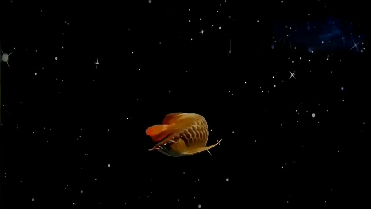 鱼缸壁纸就得整这样的,意境唯美,赏心悦目!