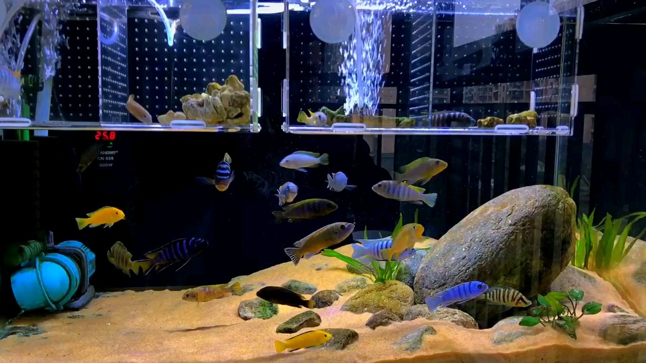 这一鱼缸的三湖慈鲷鱼随着音乐翩翩起舞,这一幕真的让我很着迷