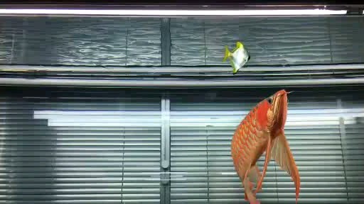 红龙鱼往上起飞的那一刻帅呆了,尤其是甩头的画面,被深深吸引了