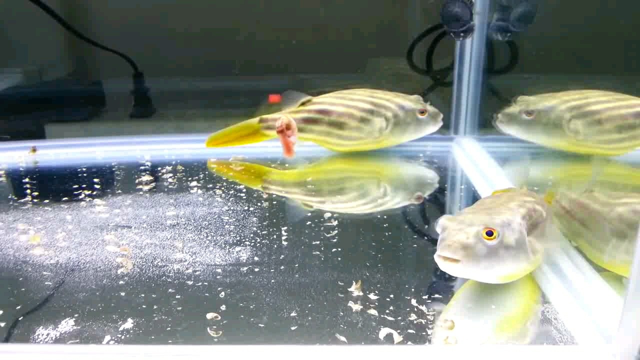 眼睛超有梗的斑马狗头鱼你肯定是第一次见,吃苹果螺也很生猛!