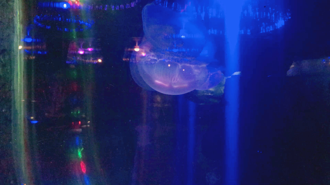 海洋馆里各种各样神奇的鱼