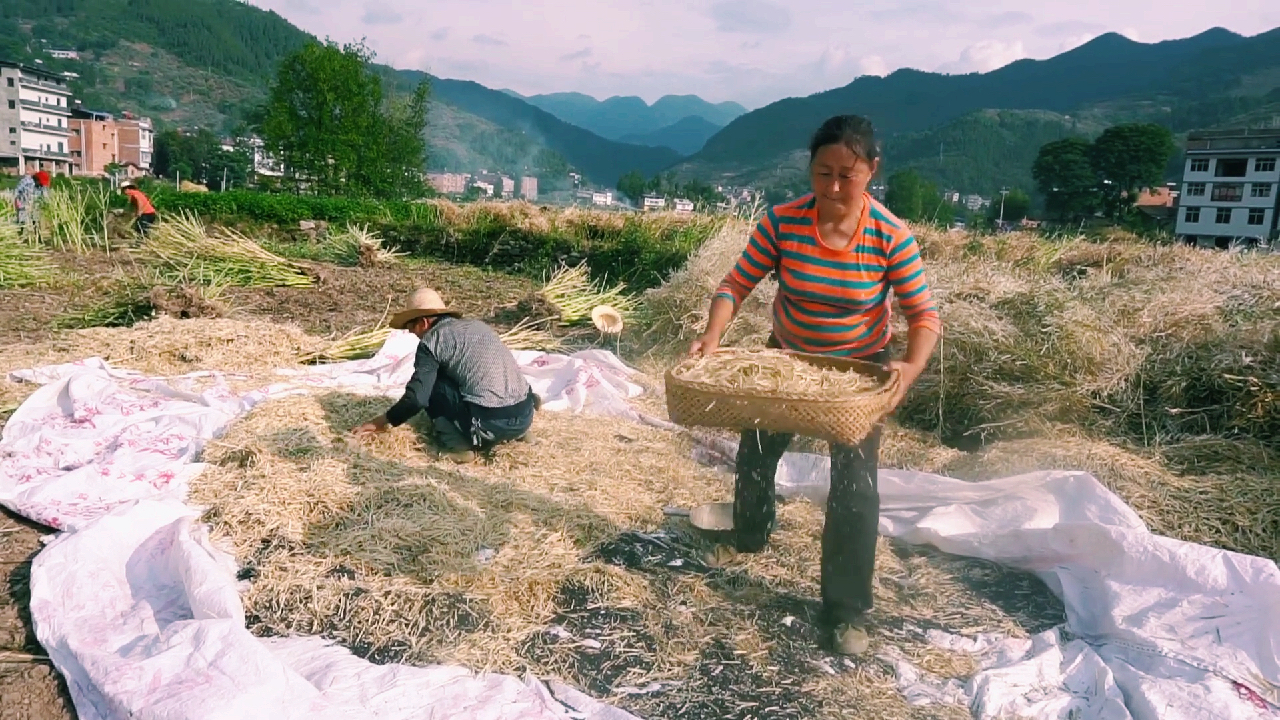 你该了解的农村辛劳,大婶打油菜籽,都是原始的方法忙得不亦乐乎