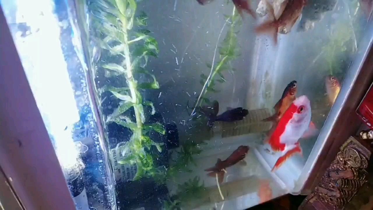 我的小金鱼缸几条小金鱼