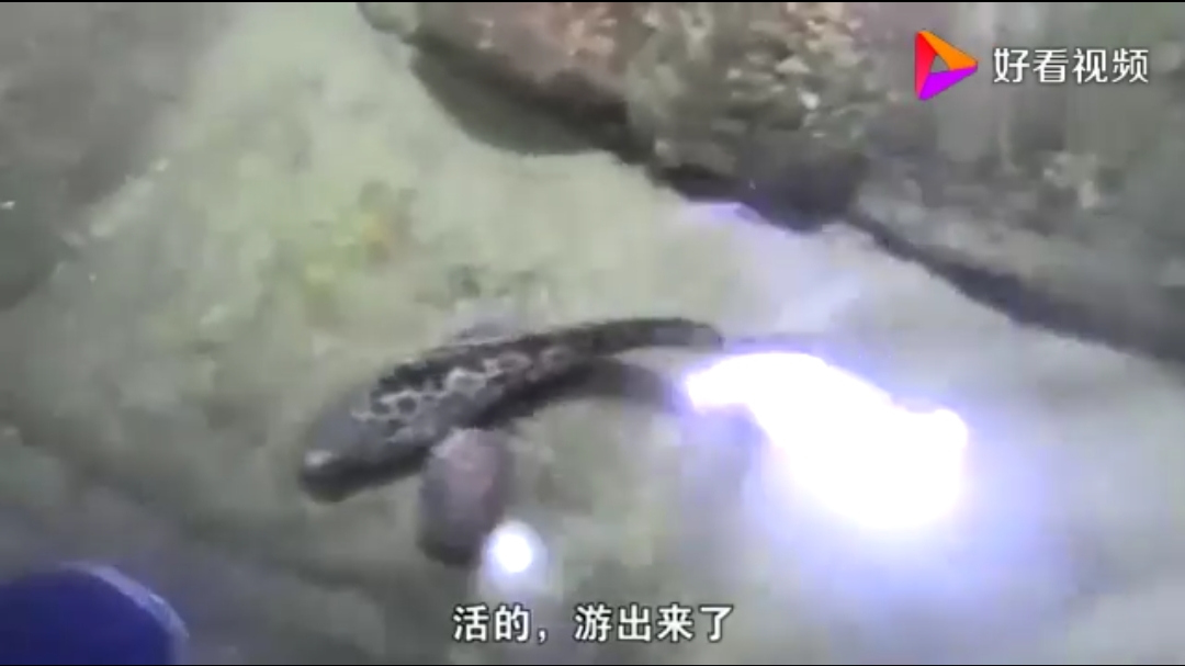老四徒手抓鱼的技术厉害!
