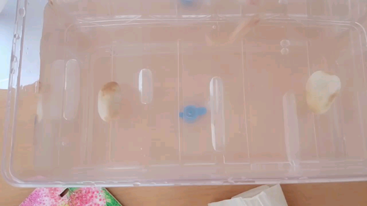 银河孔雀鱼生了五十多条鱼宝宝