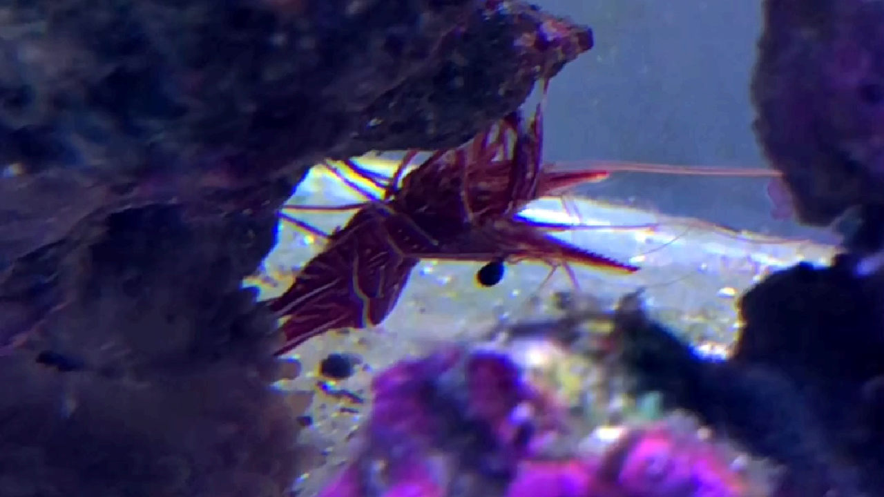 海水缸机械虾生宝宝了!注意3天,轻松孵化蜉蝣状态下的小虾?