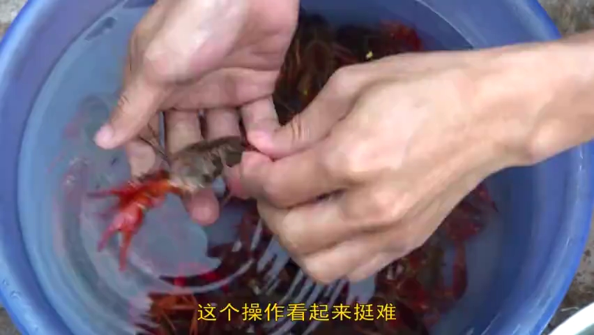 用土灶烧,“蒜蓉小龙虾”