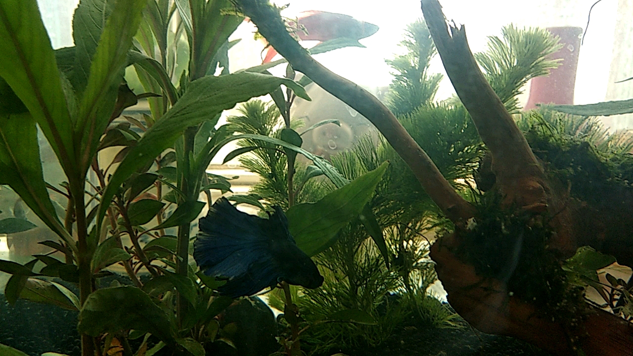 简单小草缸,没水草灯没加二氧化碳,简约布景,混养效果还可以