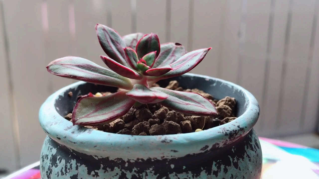 景天科拟石莲花属多肉植物 红司