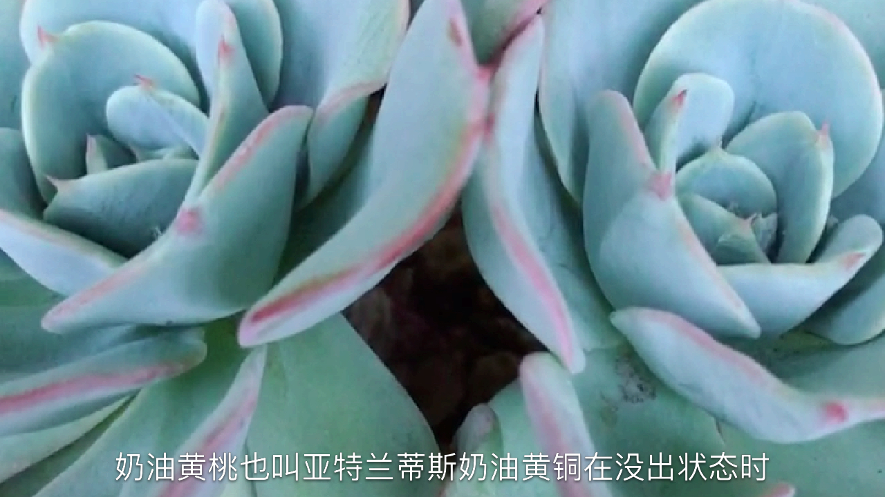 景天科拟石莲花属多肉植物 奶油黄桃