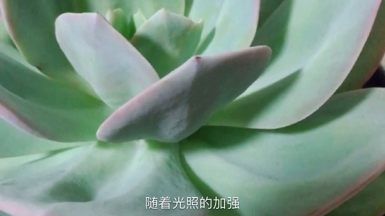 景天科拟石莲花属多肉植物 白凤