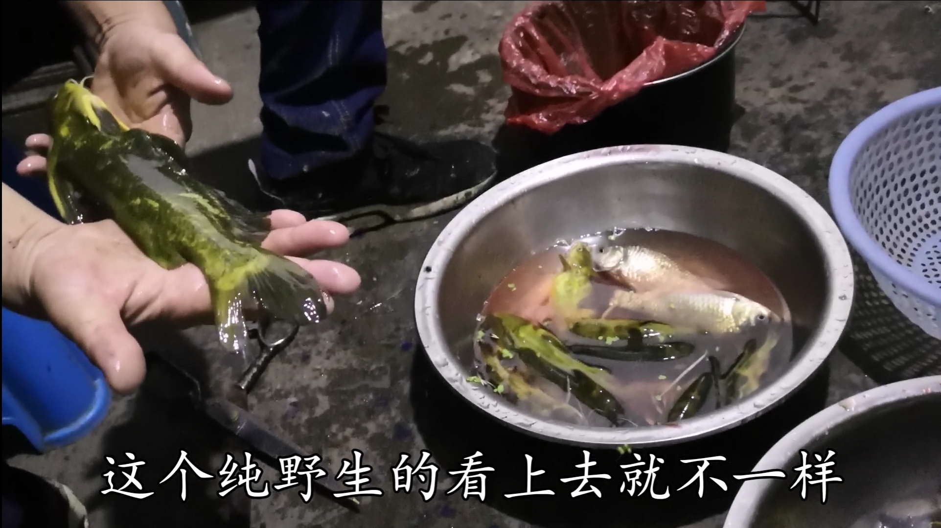 我长这么大,第一次见这么大的野生黄骨鱼!