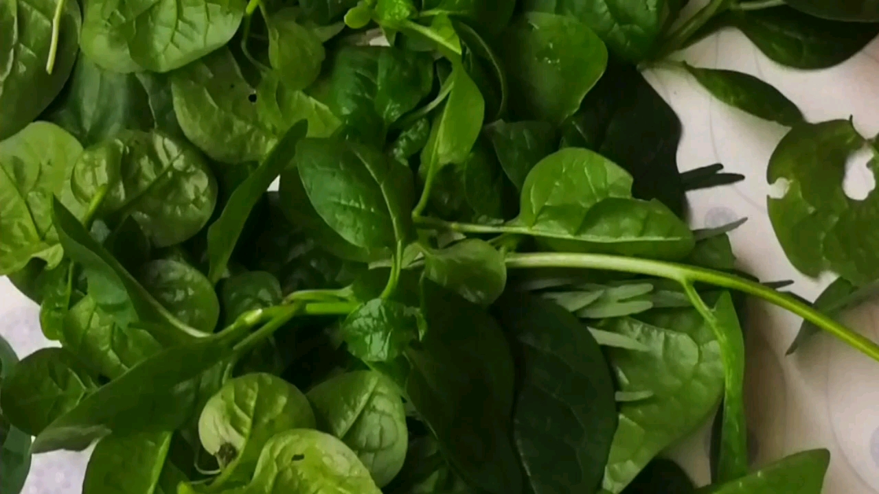 阳台花盆里几天就长了这么多的木耳菜