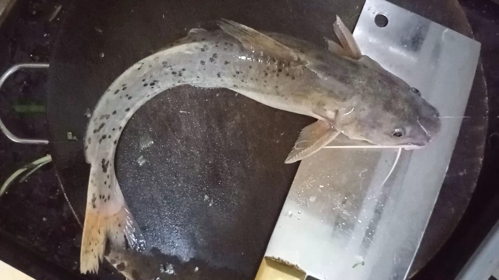 珍贵淡水鱼芝麻剑(斑鳠)的荧光色鱼肉。