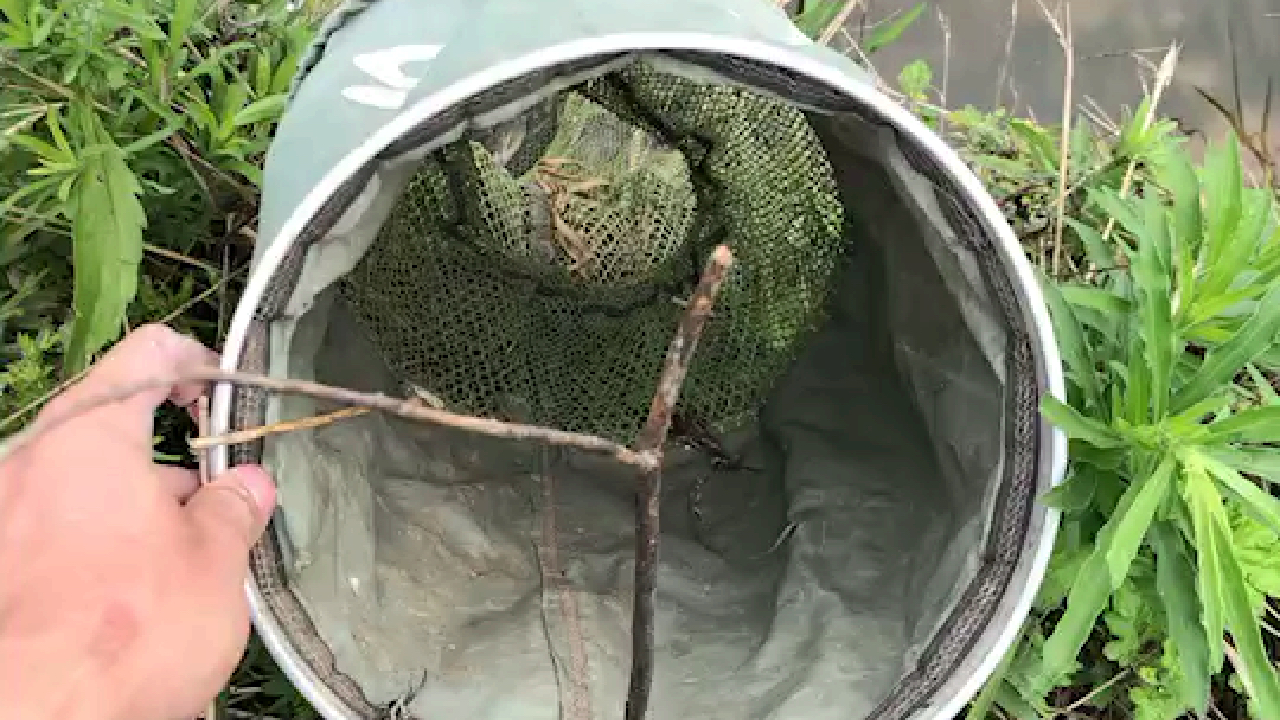 我要鱼我要鱼啦啦啦