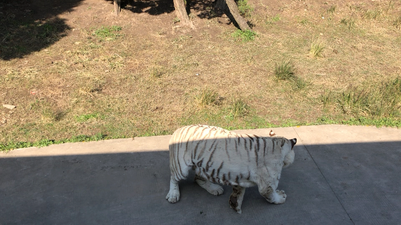 看来看去,白色的老虎吃肉啦