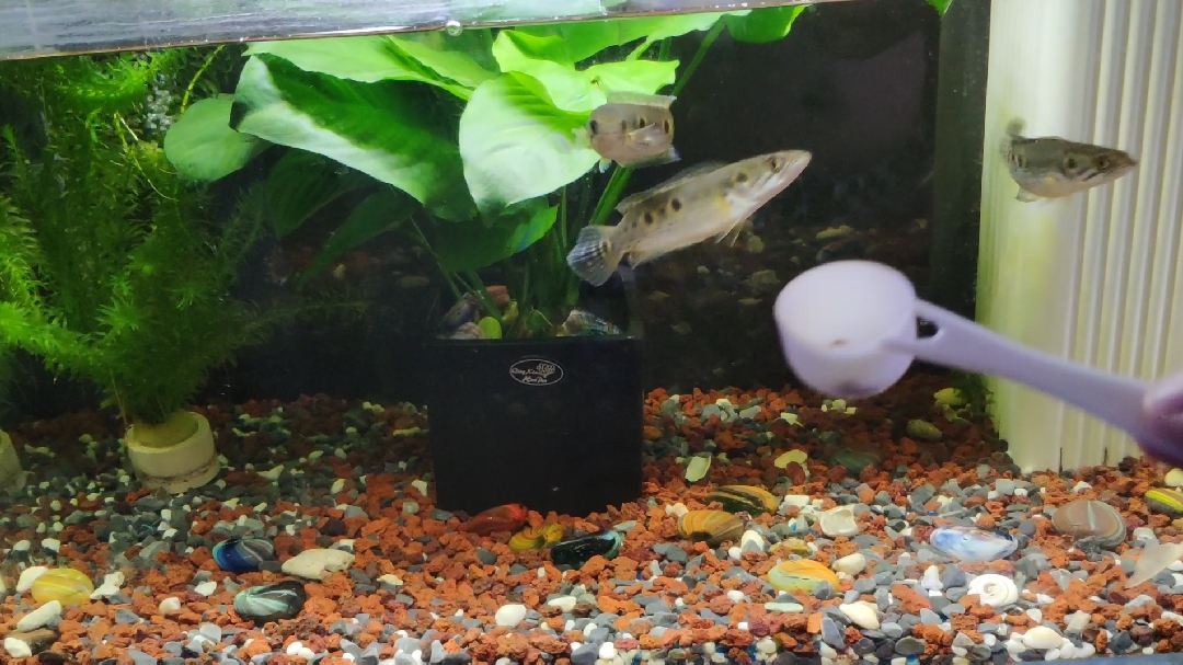 七彩海象雷龙鱼,日常喂食。