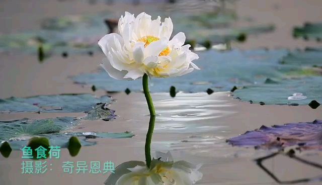 鲤鱼咬莲:莲花水中开,鲤鱼跳水寻,溏中微浪起,鱼跃莲花吸