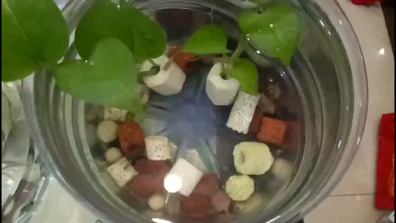 同一胎的象牙白礼服孔雀鱼还是有四条发育不良,不过状态还可以。