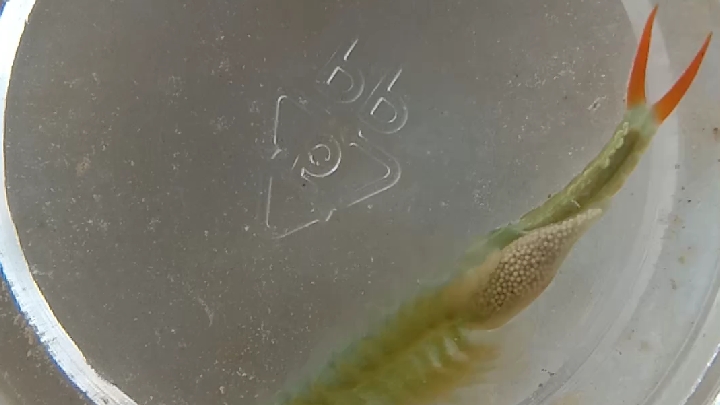 古生物活化石、仙女虾