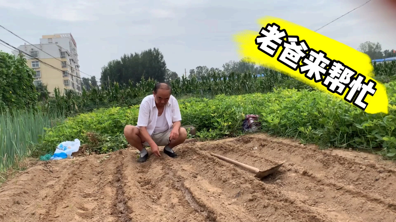 老辈人专业种白菜的方法,朋友们进来一起学。