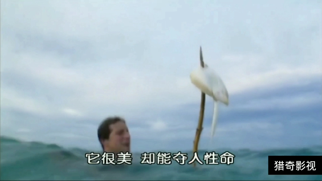 荒野求生贝爷美食第二集 : 海鱼刺缸和海胆