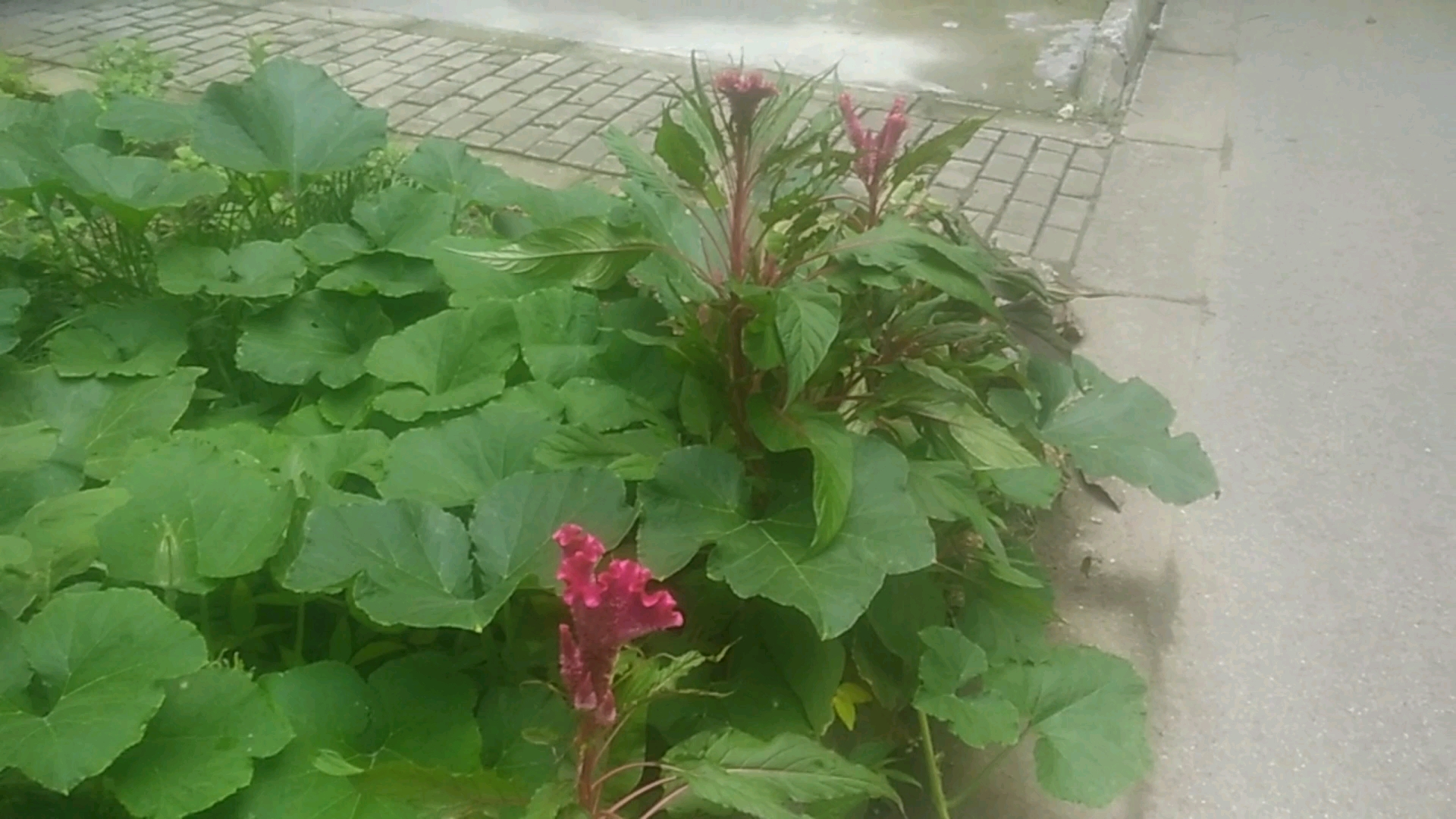 安娜自己煮糖水芋艿,简单方便,软糯可口,三碗不够吃